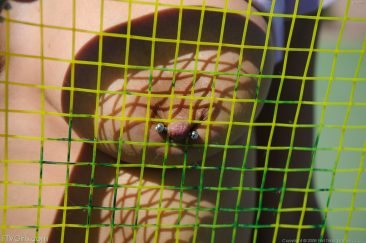 PHOTO | 13 59 366x243 - Cute Tennis Player Shanel